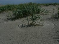 NL, Groningen, Het Hogeland, Rottumeroog 23, Saxifraga-Mark Zekhuis