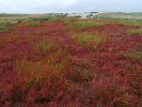 NL, Groningen, Het Hogeland, Rottumeroog 3, Saxifraga-Mark Zekhuis