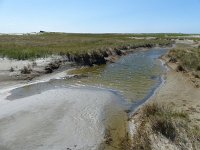 NL, Groningen, Het Hogeland, Rottummeroog 30, Saxifraga-Mark Zekhuis