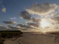 NL, Groningen, Het Hogeland, Rottummeroog 32, Saxifraga-Mark Zekhuis