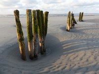 NL, Groningen, Het Hogeland, Rottummeroog 36, Saxifraga-Mark Zekhuis