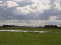 NL, Groningen, Het Hogeland, Schildhoek 3, Saxifraga-Hans Boll