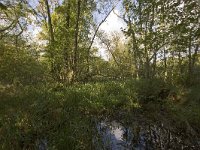 NL, Groningen, Midden-Groningen, Westerbroek 12, Saxifraga-Jaap Schelvis : Westerbroek