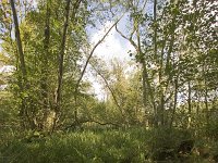 NL, Groningen, Midden-Groningen, Westerbroek 13, Saxifraga-Jaap Schelvis : Westerbroek