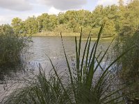 NL, Groningen, Midden-Groningen, Westerbroek 14, Saxifraga-Jaap Schelvis : Westerbroek