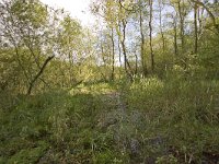 NL, Groningen, Midden-Groningen, Westerbroek 15, Saxifraga-Jaap Schelvis : Westerbroek