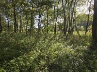 NL, Groningen, Midden-Groningen, Westerbroek 5, Saxifraga-Jaap Schelvis : Westerbroek