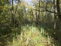 NL, Groningen, Midden-Groningen, Westerbroek 7, Saxifraga-Jaap Schelvis : Westerbroek