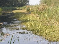 NL, Groningen, Midden-Groningen, Woudbloem 12, Saxifraga-Jaap Schelvis : Groningen, Woudbloem