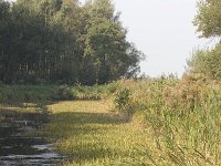 NL, Groningen, Midden-Groningen, Woudbloem 13, Saxifraga-Jaap Schelvis : Groningen, Woudbloem