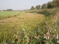 NL, Groningen, Midden-Groningen, Woudbloem 7, Saxifraga-Jaap Schelvis : Groningen, Woudbloem