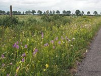 NL, Groningen, Stadskanaal, Alteveer 8, Saxifraga-Hans Dekker