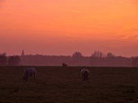 Grazing cattle  Grazing cattle during spectacular sunset : Netherlands, agrarische, agricultural, agriculture, boerderij, boom, cattle, country, countryside, cow, cows, creatieve aard, creative nature, dageraad, dawn, dusk, dutch, farm, field, gras, grass, groningen, hemel, holland, koe, koeien, land, landbouw, landelijk, landscape, livestock, lucht, meadow, nature, natuur, nederland, nederlands, onstwedde, orange, oranje, pasture, platteland, red, rood, rudmer zwerver, rural, schemering, sky, sunrise, sunset, tree, vee, veeteelt, veld, weide, weiland, zonsondergang, zonsopgang