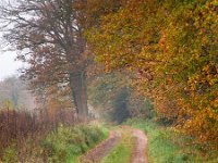 bent forest lane  bent forest lane during autumn : achtergrond, atmosphere, autumn, autumnal, background, beauty, bend, bent, blad, bocht, bochtig, bochtige, bomen, boom, bos, botanical, botanische, bright, bruin, buigen, change, collage, color, colorful, countryside, creative nature, decoratie, decoration, draaien, environment, europe, european, fall, flora, foliage, forest, fresh, fris, gebladerte, gebogen, geel, golden, gouden, green, groen, groningen, helder, herfst, holland, illuminated, kleur, kleurrijk, laan, landelijk, landscape, landschap, lane, leaf, levendig, milieu, natural, nature, natuur, natuurlijk, nederland, openlucht, orange, oranje, organic, outdoors, pad, park, path, pathway, patroon, pattern, red, rood, rudmer zwerver, rural, season, seasonal, seizoen, seizoengebonden, sfeer, slinger, slingerpaadje, slingerweg, sunlight, tree, trees, trillend, turning, vallen, veranderen, verlicht, vibrant, vivid, wallpaper, weg, westerwolde, yellow