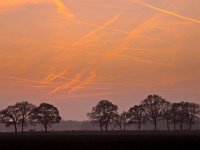 contrails during sunset  Orange contrails during sunset over a row of trees : 's avonds, airplane, airspace, atmosphere, blue, condensatie spoor, condensation trail, congested, construction, contrail, crane, creative nature, crossing, crowded, dageraad, damp spoor, dawn, dramatic, dramatisch, druk, dusk, evening, geel, groningen, holland, jet spoor, jet trail, kruising, landscape, landschap, lucht, luchtruim, luchtvaart, luchtverkeer, main, nederland, orange, oranje, plane trail, pollution, red, river, rivier, rood, rook, roze, rudmer zwerver, schemering, sfeer, sky, smoke, spoor, sunrise, sunset, traffic, vapor trail, verkeer, vervuiling, vliegtuig, vliegtuig spoor, westerwolde, yellow, zonsondergang, zonsopgang