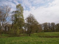 NL, Groningen, Westerwolde, Lieftinghsbroek 2, Saxifraga-Hans Dekker