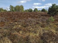 Brown heath field due to drought in Maasduinen National Park, Limburg, Netherlands  Brown heath field due to drought in Maasduinen National Park, Limburg, Netherlands : brown, drought, europe, european, field, heath, heather, hot summer, limburg, Maasduinen national park, national park, natural, nature, netherlands, nobody, np, outdoors, rural landscape, shriveled, withered, autumn, dry up, fall, forest, maasduinen, no people, non-urban scene, outside, rural, rural scene, tree, trees, woodland, dehydrated