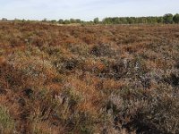 Dying heath due to drought, Maasduinen National Park, Limburg, Netherlands  Dying heath due to drought, Maasduinen National Park, Limburg, Netherlands : autumn, brown, drought, dry up, europe, european, fall, field, forest, heath, heather, hot summer, limburg, maasduinen, Maasduinen national park, national park, natural, nature, netherlands, no people, nobody, non-urban scene, np, outdoors, outside, rural, rural landscape, rural scene, shriveled, tree, trees, withered, woodland