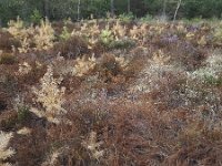 Shriveled heath in Maasduinen National Park, Limburg, Netherlands  Sandy track through shriveled heath in Maasduinen National Park, Limburg, Netherlands : brown, drought, heath, heather, hot summer, national park, natural, nature, autumn, dry up, fall, forest, maasduinen, no people, non-urban scene, outside, rural, rural scene, tree, trees, woodland, Maasduinen national park, europe, european, field, limburg, netherlands, nobody, np, outdoors, rural landscape, shriveled, withered