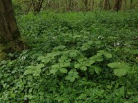 NL, Limburg, Echt-Susteren, Doort 105, Saxifraga-Hans Boll