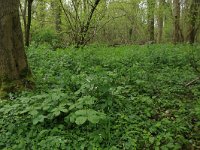 NL, Limburg, Echt-Susteren, Doort 107, Saxifraga-Hans Boll