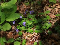 NL, Limburg, Echt-Susteren, Doort 120 Saxifraga-Hans Boll