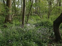 NL, Limburg, Echt-Susteren, Doort 15, Saxifraga-Hans Boll