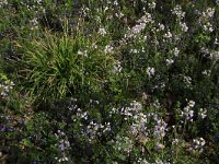 NL, Limburg, Echt-Susteren, Doort 22, Saxifraga-Hans Boll