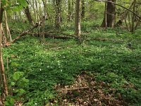 NL, Limburg, Echt-Susteren, Doort 27, Saxifraga-Hans Boll