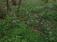 NL, Limburg, Echt-Susteren, Doort 31, Saxifraga-Hans Boll