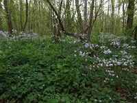 NL, Limburg, Echt-Susteren, Doort 34, Saxifraga-Hans Boll