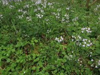 NL, Limburg, Echt-Susteren, Doort 5, Saxifraga-Hans Boll