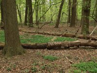 NL, Limburg, Echt-Susteren, Doort 50, Saxifraga-Hans Boll