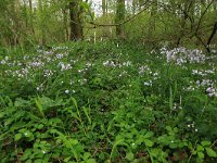 NL, Limburg, Echt-Susteren, Doort 6, Saxifraga-Hans Boll