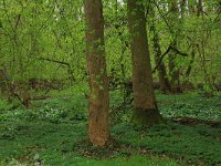 NL, Limburg, Echt-Susteren, Doort 60, Saxifraga-Hans Boll