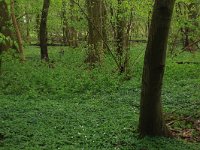 NL, Limburg, Echt-Susteren, Doort 63, Saxifraga-Hans Boll