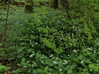 NL, Limburg, Echt-Susteren, Doort 66, Saxifraga-Hans Boll