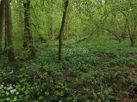 NL, Limburg, Echt-Susteren, Doort 67, Saxifraga-Hans Boll