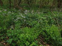 NL, Limburg, Echt-Susteren, Doort 7, Saxifraga-Hans Boll