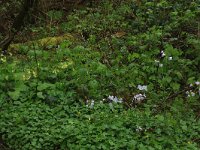 NL, Limburg, Echt-Susteren, Doort 70, Saxifraga-Hans Boll