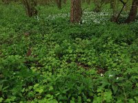 NL, Limburg, Echt-Susteren, Doort 75, Saxifraga-Hans Boll