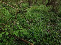 NL, Limburg, Echt-Susteren, Doort 81, Saxifraga-Hans Boll