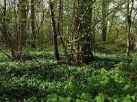 NL, Limburg, Echt-Susteren, Doort 87, Saxifraga-Hans Boll