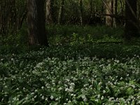 NL, Limburg, Echt-Susteren, Doort 88, Saxifraga-Hans Boll