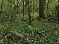 NL, Limburg, Echt-Susteren, Doort 9, Saxifraga-Hans Boll