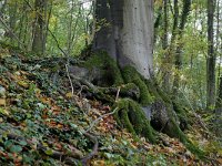 NL, Limburg, Eijsden-Margraten, W of Noorbeek 3, Saxifraga-Tom Heijnen