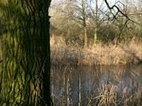 NL, Limburg, Gennep, Lange Ven 1, Saxifraga-Hans Boll