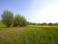 NL, Limburg, Gulpen-Wittem, Geuldal 11, Saxifraga-Bart Vastenhouw