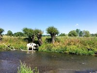 NL, Limburg, Gulpen-Wittem, Geuldal 15, Saxifraga-Bart Vastenhouw