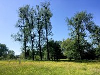 NL, Limburg, Gulpen-Wittem, Geuldal 18, Saxifraga-Bart Vastenhouw